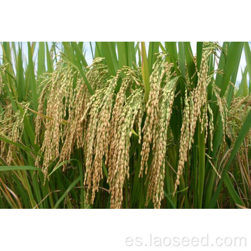 Semillas de arroz natural híbridas